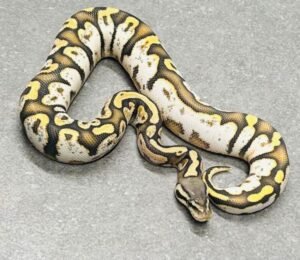 Buy Pastel Chocolate Sugar Hypo Ball Python