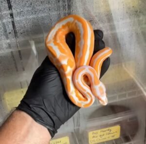 Order Super OD Ball Python Online