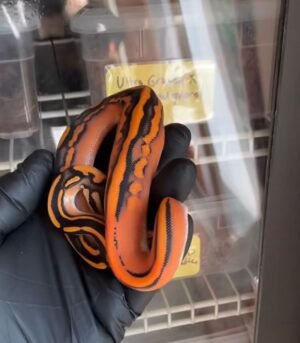 Ball Pythons For Sale With Overnight Delivery