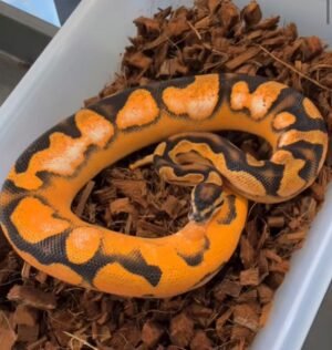 Buy Super Scrambler Ball Python