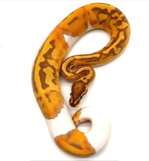 Scrambler ultramel pied Ball Python