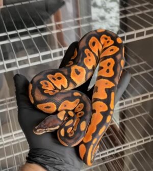 Super HI OD (deep orange line) Barnhart BP scrambler