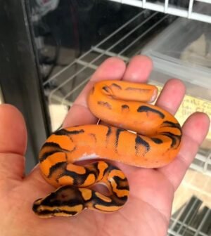 Super OD Super Scrambler Pos Calico