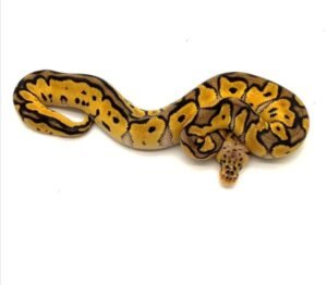 Mandarin clown pastel het hypo Ball Python