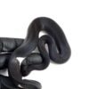 1.3 Black Matter Ball Python