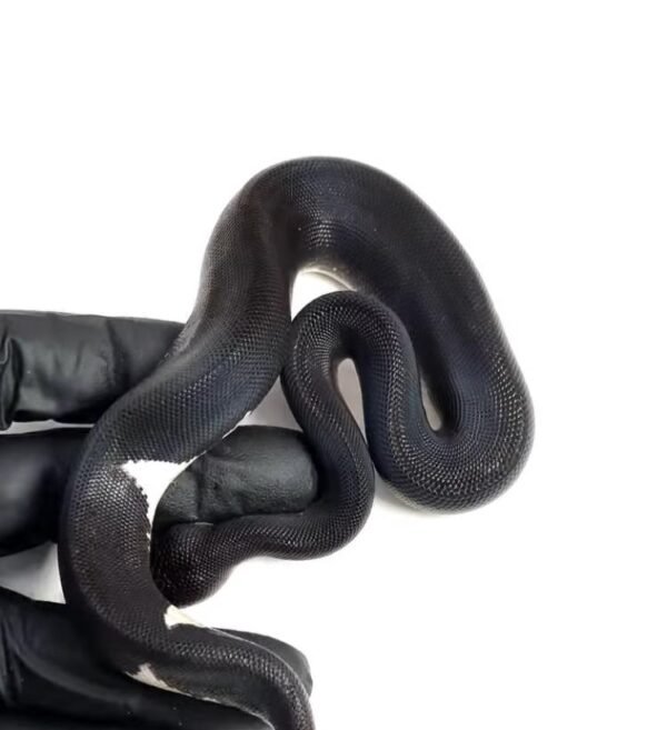 1.3 Black Matter Ball Python