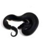 1.3 Black Matter Ball Python