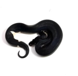 1.3 Black Matter Ball Python