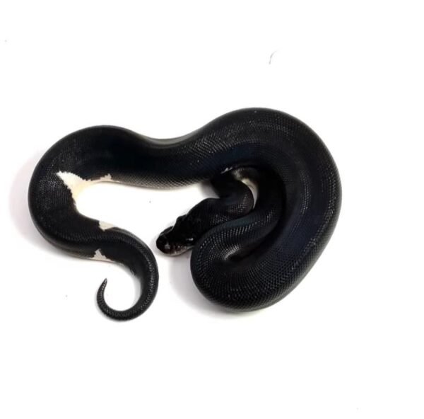 1.3 Black Matter Ball Python