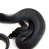 1.3 Black Matter Ball Python