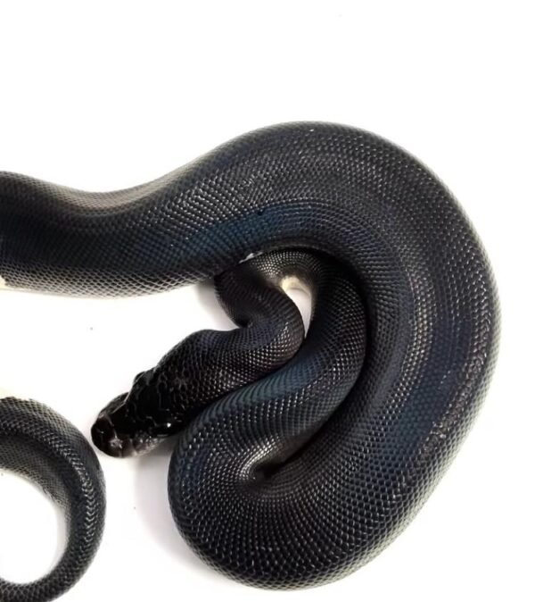 1.3 Black Matter Ball Python