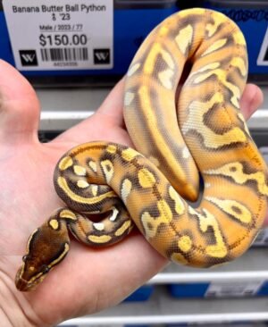 Blackhead Mochi OD YB Ball Python