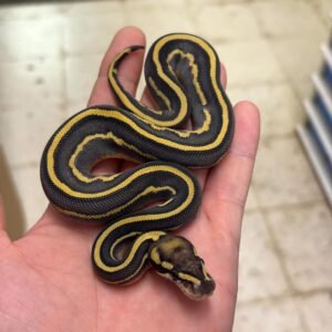 0.1 Butter Leopard Super Gravel Ball Python
