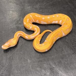 0.1 Lavender Leopard Enchi Confusion.