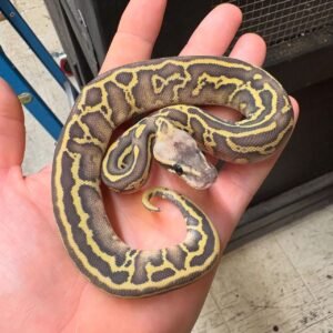 0.1 Pastel Leopard Butter Acid Crush Ball Python