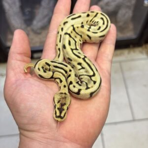 1.0 Fire OD Leopard Ball Python For Sale 