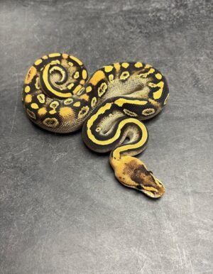 1.0 Blackhead Champagne Het. Ghost