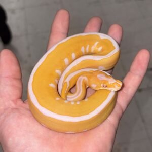 0.1 Lavender Leopard Clown Ball Python