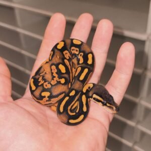 0.1 Super OD BP YB Ball Python