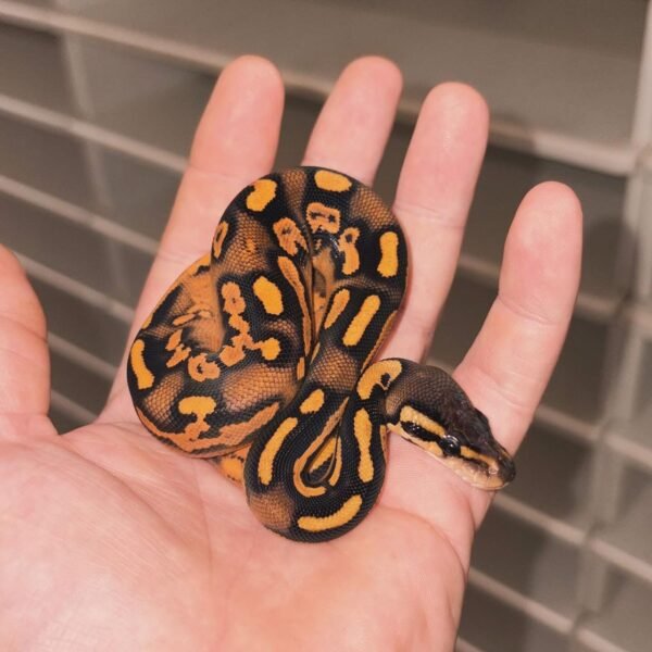 0.1 Super OD BP YB Ball Python