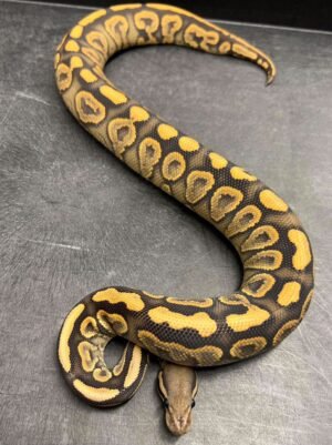 Black Pastel Yellow Belly Crush Ball Python