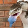 Buy Indonesian Blue Tongue Skink
