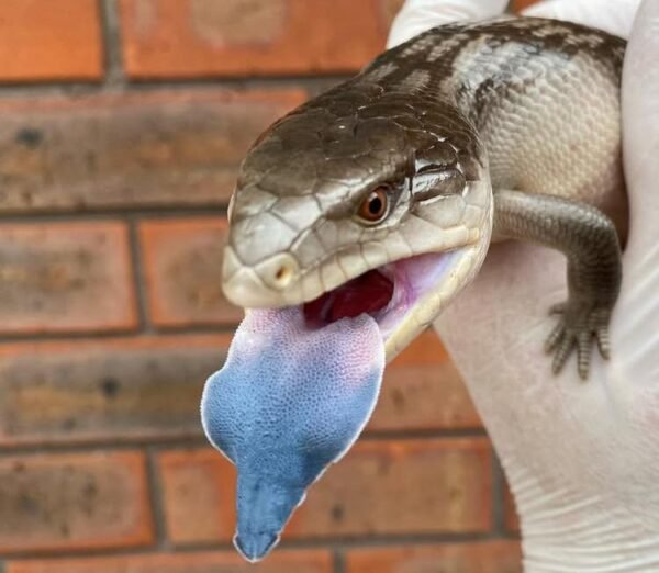 Buy Indonesian Blue Tongue Skink