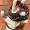 Buy Boelens Python Online