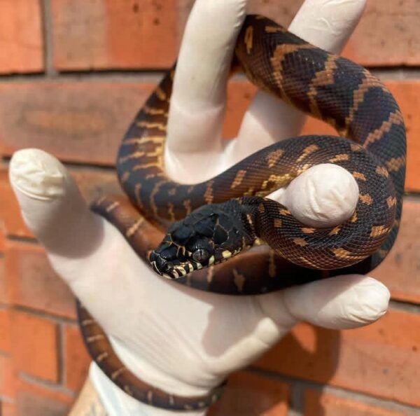Buy Boelens Python Online
