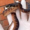 Buy Boelens Python Online