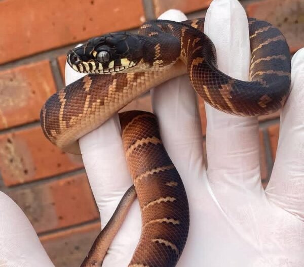 Buy Boelens Python Online