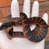 Buy Boelens Python Online