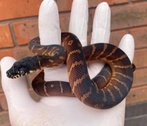 Buy Boelens Python Online
