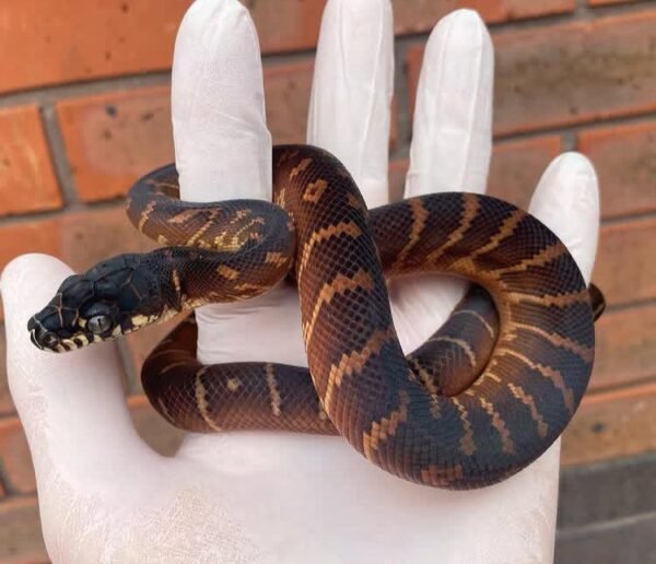 Buy Boelens Python Online