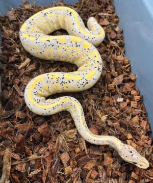 Buy Banana Ball Pythons Online