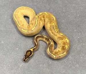 Enchi Ball Python For Sale USA