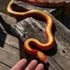 Milk Snakes For Sale