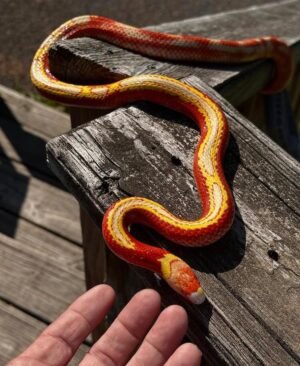Milk Snakes For Sale