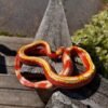 Milk Snakes For Sale