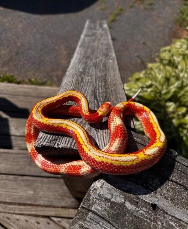 Milk Snakes For Sale