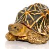 Indian Star Tortoise For Sale