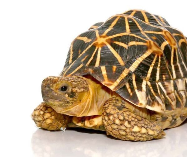 Indian Star Tortoise For Sale