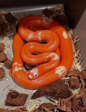 Where To Buy Milk Snakes USA Online