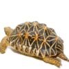 Indian Star Tortoise For Sale