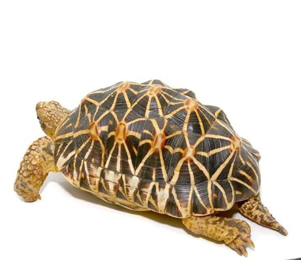 Indian Star Tortoise For Sale