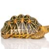 Indian Star Tortoise For Sale