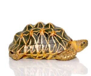 Indian Star Tortoise For Sale