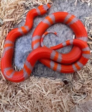 Milk snake For Sale Online