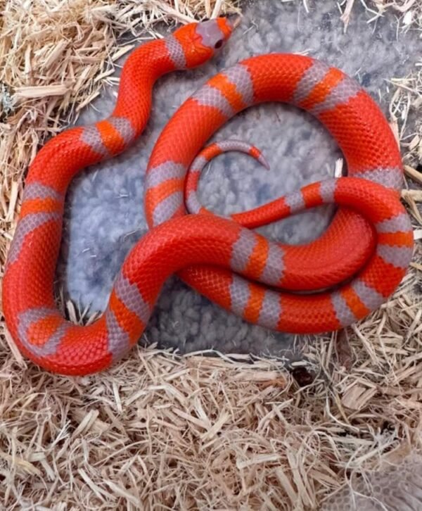 Milk snake For Sale Online
