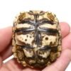 Buy South African Leopard Tortoise Online